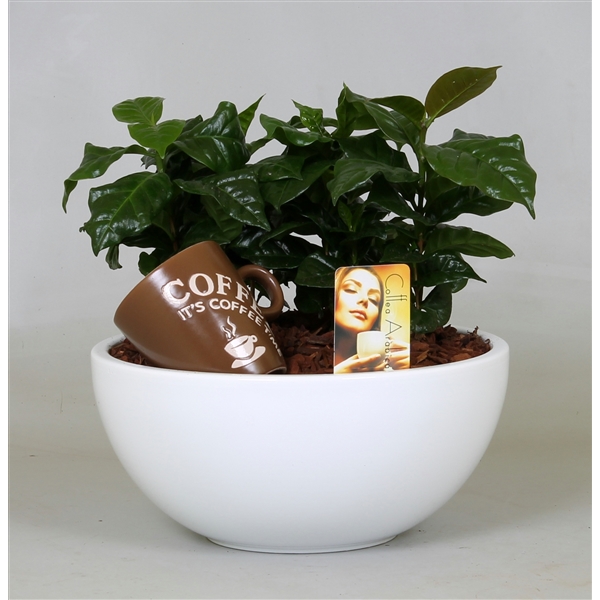 Arr.Plantas-Coffea